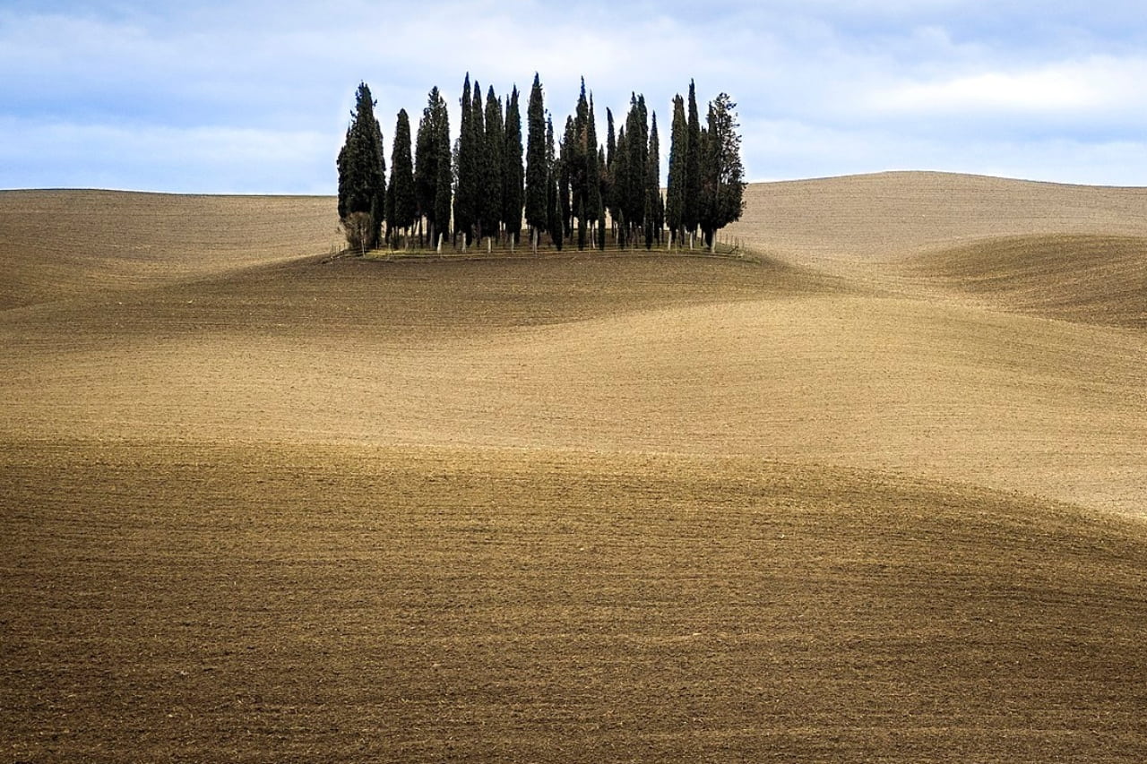 Cipressi Val d'Orcia
